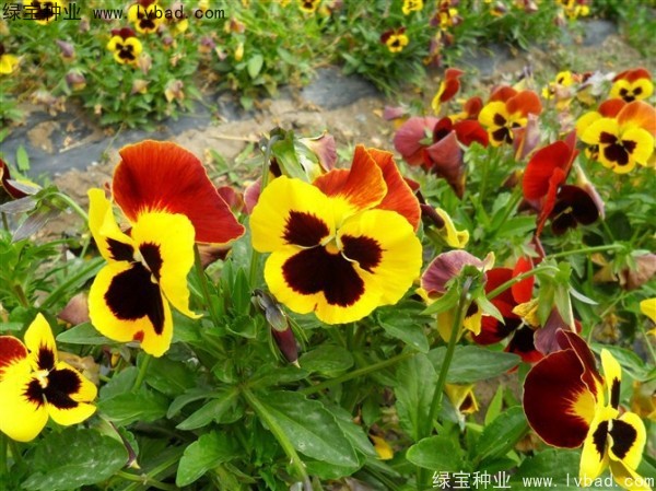 三色旋花種子