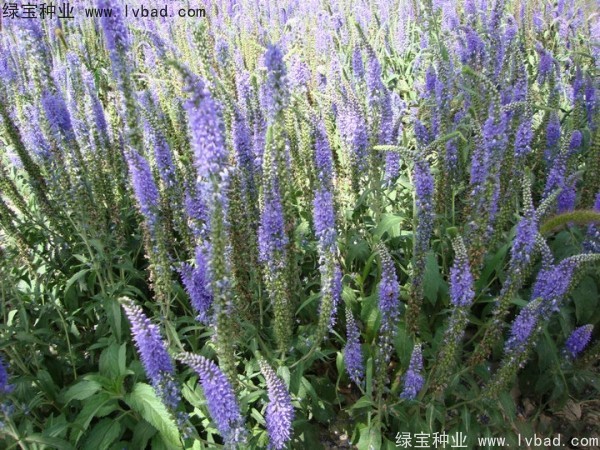 蛇鞭菊圖片
