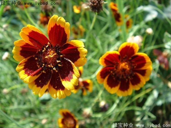 蛇目菊種子