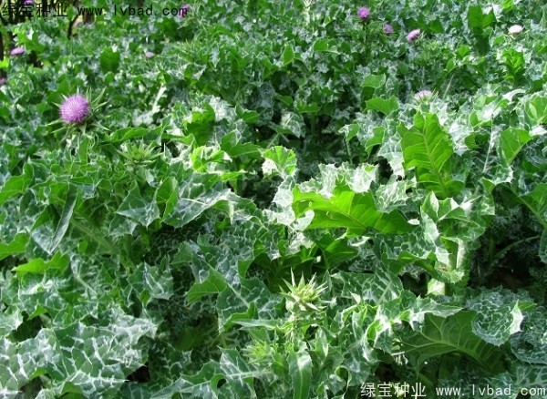 <a href='http://m.wuzhouwash.com/caohuazhongzi/1627.html' target='_blank'>水飛薊</a><a href='http://m.wuzhouwash.com/' target='_blank'>種子</a>