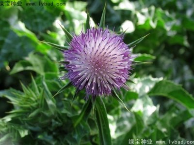 水飛薊種子