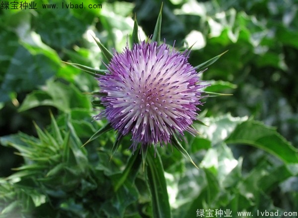 <a href='http://m.wuzhouwash.com/caohuazhongzi/1627.html' target='_blank'>水飛薊種子</a>