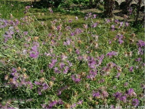 <a href='http://m.wuzhouwash.com/caohuazhongzi/1627.html' target='_blank'>水飛薊</a><a href='http://m.wuzhouwash.com/' target='_blank'>種子</a>