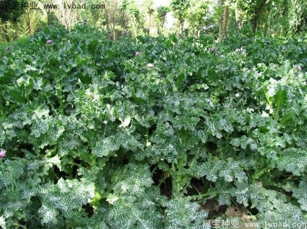 <a href='http://m.wuzhouwash.com/caohuazhongzi/1627.html' target='_blank'>水飛薊種子</a>