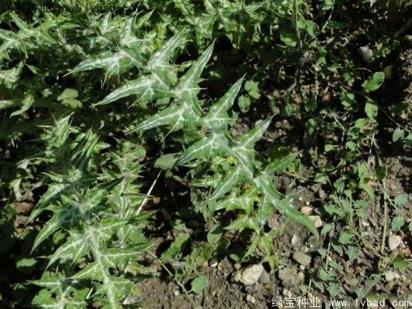 水飛薊<a href='http://m.wuzhouwash.com/' target='_blank'>種子</a>