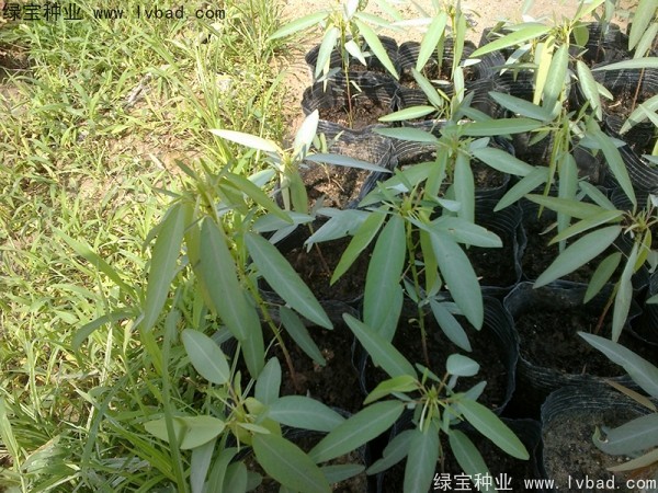 <a href='http://m.wuzhouwash.com/caohuazhongzi/1628.html' target='_blank'>跳舞草</a>