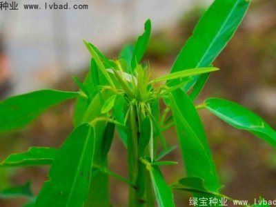 跳舞草種子