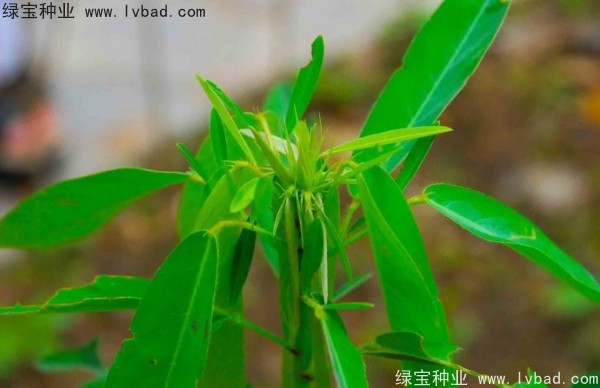 <a href='http://m.wuzhouwash.com/caohuazhongzi/1628.html' target='_blank'>跳舞草</a>