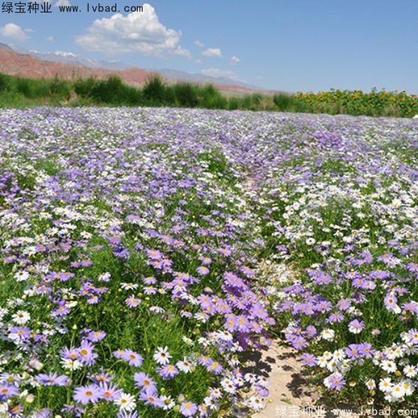 <a href='http://m.wuzhouwash.com/caohuazhongzi/1633.html' target='_blank'>五色菊種子</a>