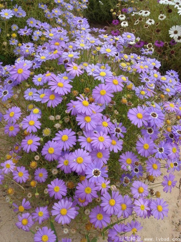 五色菊<a href='http://m.wuzhouwash.com/' target='_blank'>種子</a>