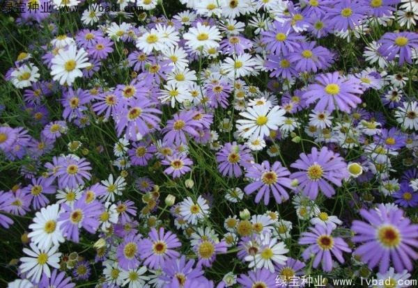 <a href='http://m.wuzhouwash.com/caohuazhongzi/1633.html' target='_blank'>五色菊種子</a>