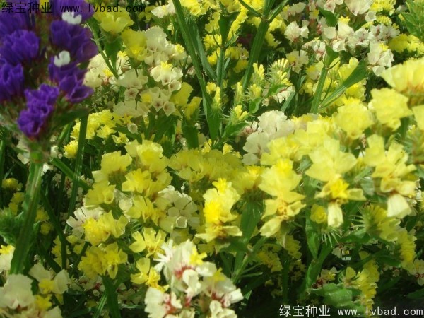 勿忘我圖片