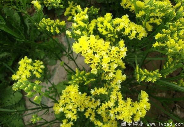 勿忘我圖片