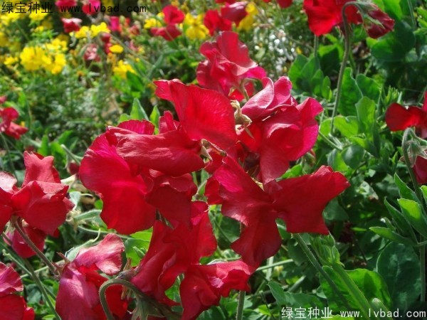 <a href='http://m.wuzhouwash.com/caohuazhongzi/1638.html' target='_blank'>香豌豆種子</a>