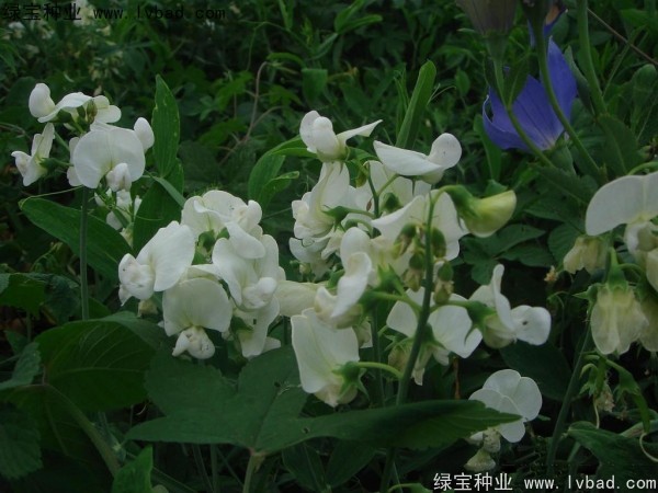 <a href='http://m.wuzhouwash.com/caohuazhongzi/1638.html' target='_blank'>香豌豆</a><a href='http://m.wuzhouwash.com/' target='_blank'>種子</a>