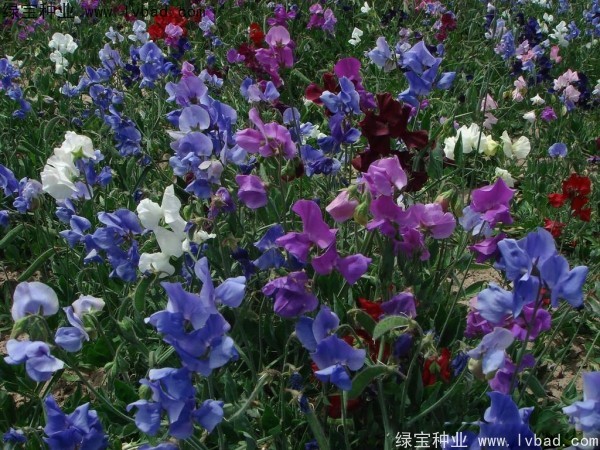 香豌豆種子