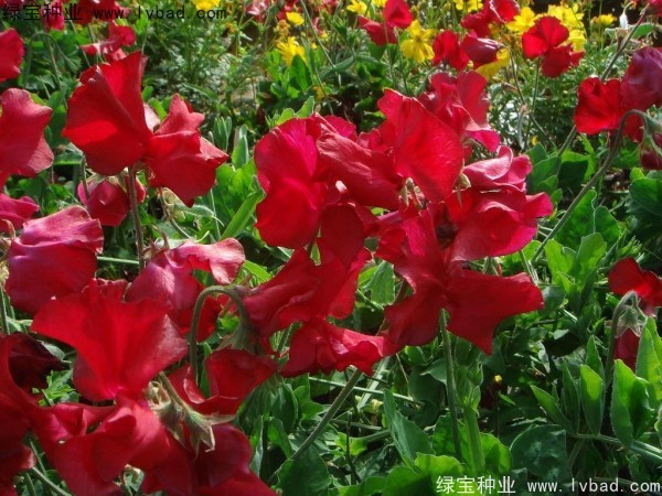 <a href='http://m.wuzhouwash.com/caohuazhongzi/1638.html' target='_blank'>香豌豆種子</a>