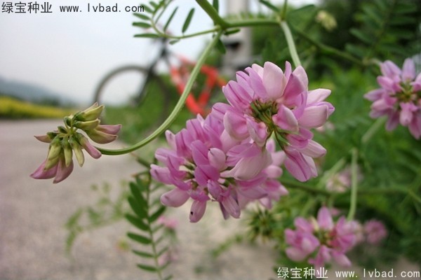小冠花圖片