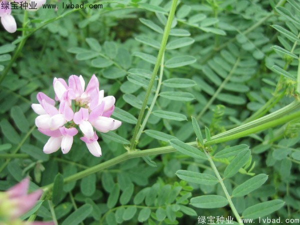小冠花圖片
