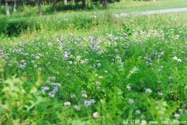 小冠花圖片