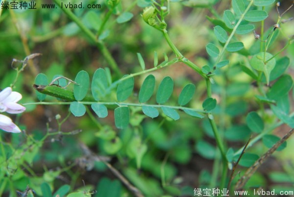 小冠花圖片