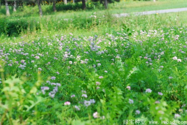 小冠花圖片