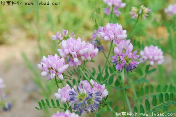 小冠花圖片