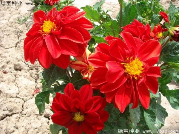 小麗花圖片