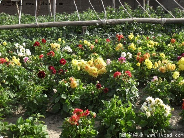 小麗花圖片