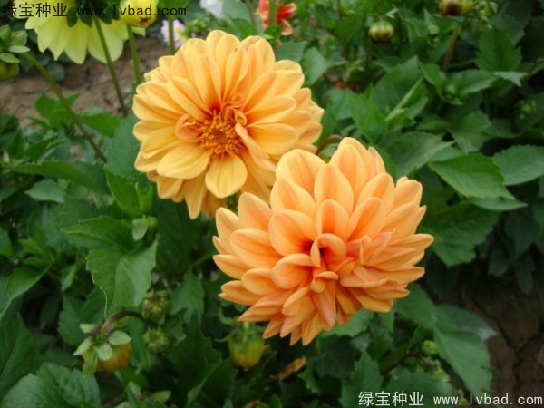 小麗花圖片