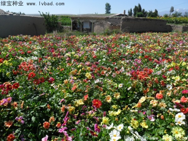 小麗花圖片