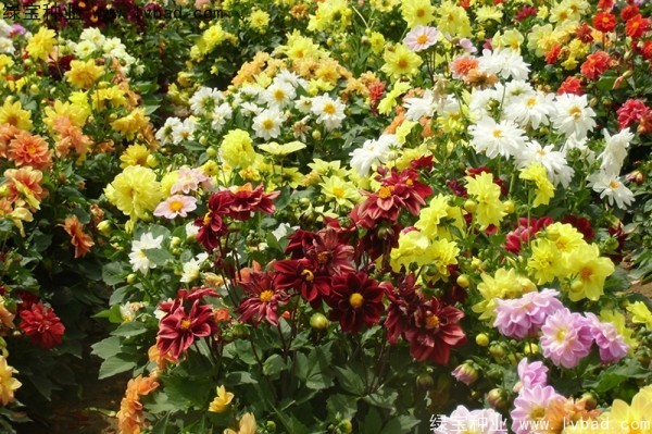 小麗花圖片