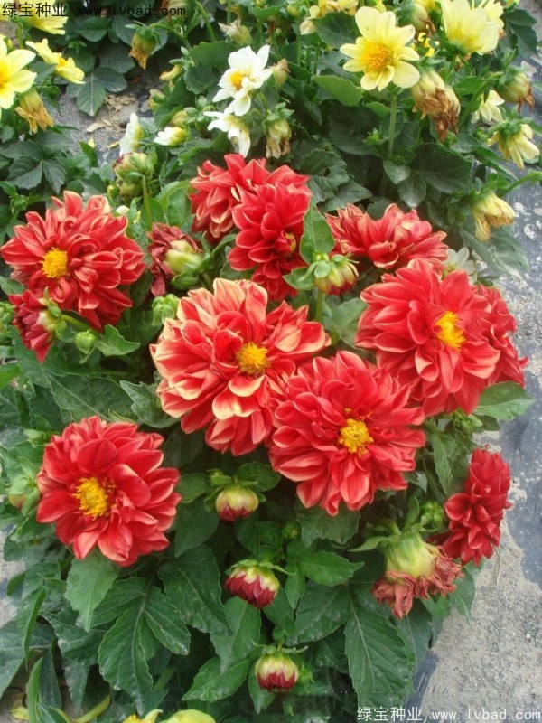 小麗花圖片