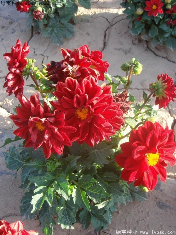 小麗花圖片