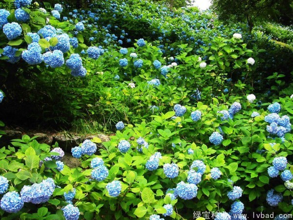 繡球花種子