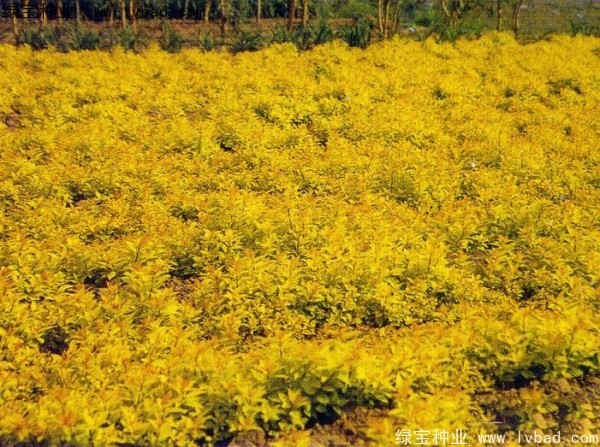 繡線菊<a href='http://m.wuzhouwash.com/' target='_blank'>種子</a>