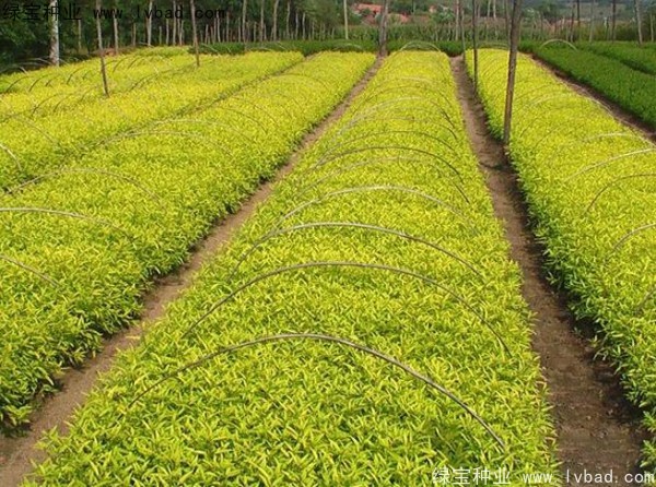 <a href='http://m.wuzhouwash.com/caohuazhongzi/1644.html' target='_blank'>繡線菊種子</a>