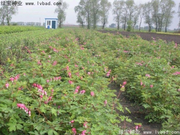 <a href='http://m.wuzhouwash.com/caohuazhongzi/1644.html' target='_blank'>繡線菊種子</a>