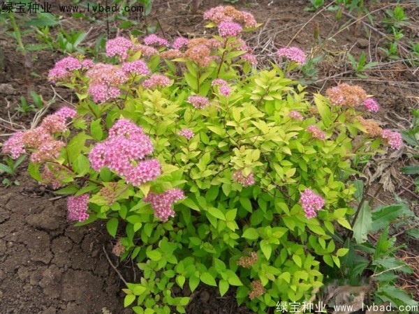 <a href='http://m.wuzhouwash.com/caohuazhongzi/1644.html' target='_blank'>繡線菊</a><a href='http://m.wuzhouwash.com/' target='_blank'>種子</a>