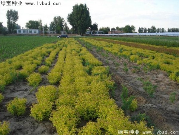 <a href='http://m.wuzhouwash.com/caohuazhongzi/1644.html' target='_blank'>繡線菊</a><a href='http://m.wuzhouwash.com/' target='_blank'>種子</a>