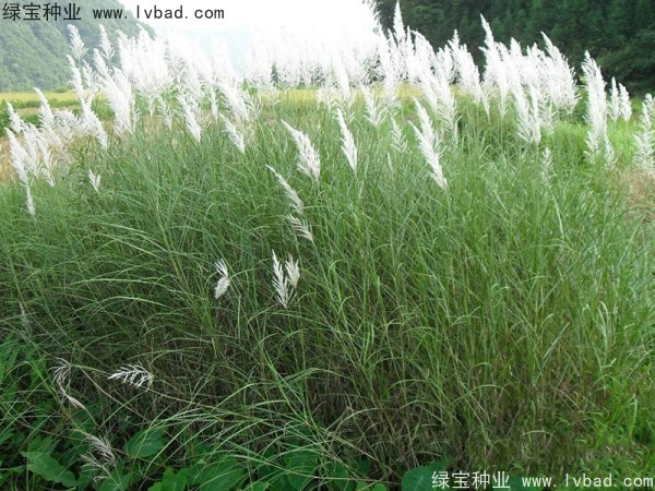 <a href='http://m.wuzhouwash.com/caohuazhongzi/1647.html' target='_blank'>野芒草種子</a>