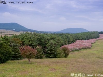 野芒草種子