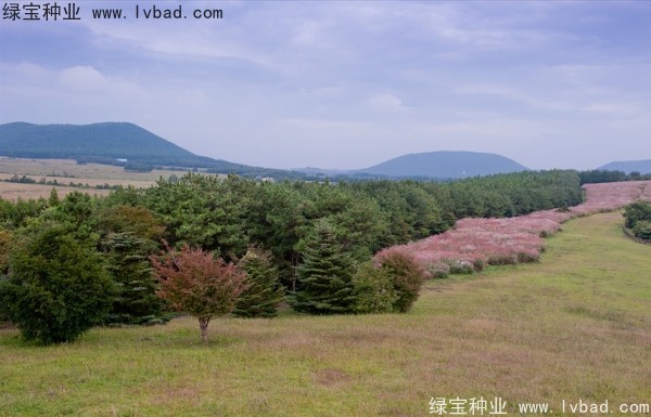 <a href='http://m.wuzhouwash.com/caohuazhongzi/1647.html' target='_blank'>野芒草種子</a>