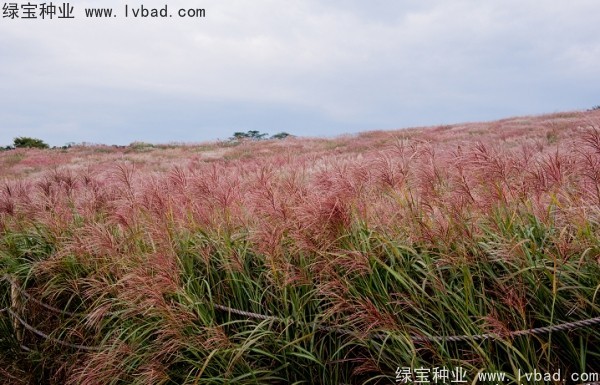 <a href='http://m.wuzhouwash.com/caohuazhongzi/1647.html' target='_blank'>野芒草種子</a>