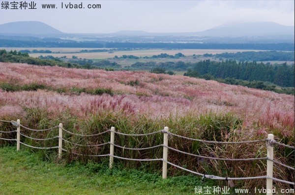 <a href='http://m.wuzhouwash.com/caohuazhongzi/1647.html' target='_blank'>野芒草</a><a href='http://m.wuzhouwash.com/' target='_blank'>種子</a>