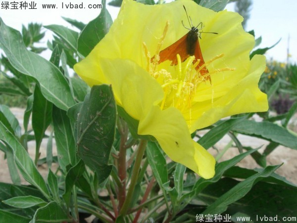 <a href='http://m.wuzhouwash.com/caohuazhongzi/1649.html' target='_blank'>夜來香種子</a>