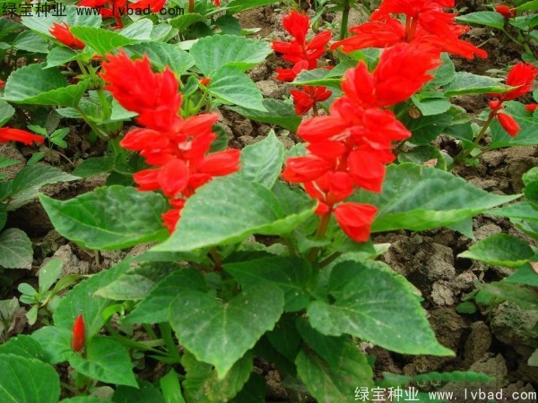 一串紅種子