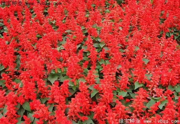 一串紅種子