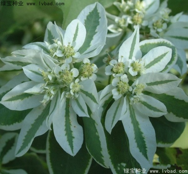 <a href='http://m.wuzhouwash.com/caohuazhongzi/1651.html' target='_blank'>銀邊翠</a>