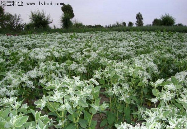 <a href='http://m.wuzhouwash.com/caohuazhongzi/1651.html' target='_blank'>銀邊翠</a>